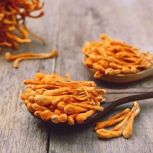 cordyceps mushroom