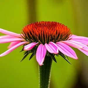 ECHINACEA