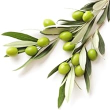 Olive Leaves