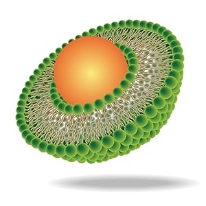 Structure of a Liposome Vida Lifescience