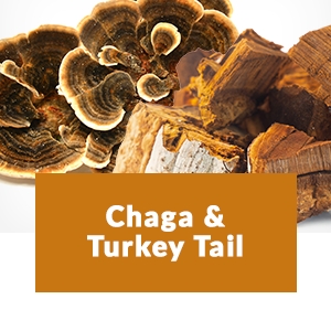 Chaga & Turkey Tail