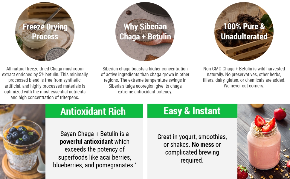 Sayan Health chaga antioxidants mushrooms chaga powder chaga tea