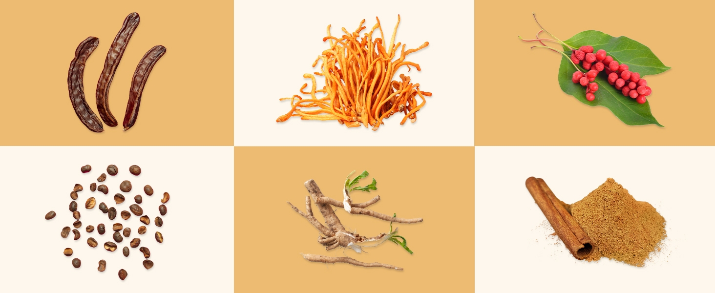 Cordyceps 