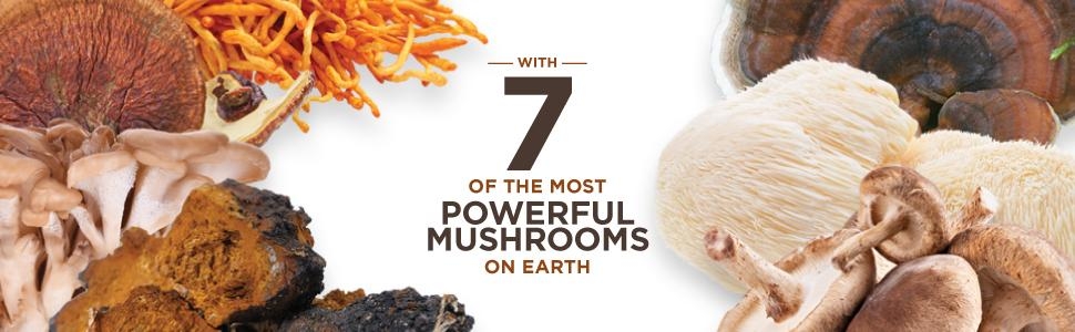 7 Powerful Mushrooms in your Coffee