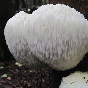 lions mane mushroom extract