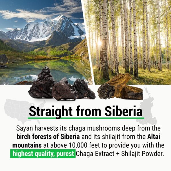 Sayan Siberian Wild Forest Chaga Mushroom Extract Powder with Betulin Birch Bark Extract – 4 Oz (113 g)– for Immune System