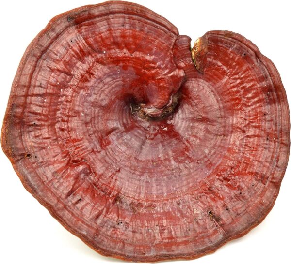 Addictive Wellness Reishi Mushroom Extract Powder + Spores (50/50 Blend) Wood Grown Pure & Potent Wildcrafted Ganoderma 50g