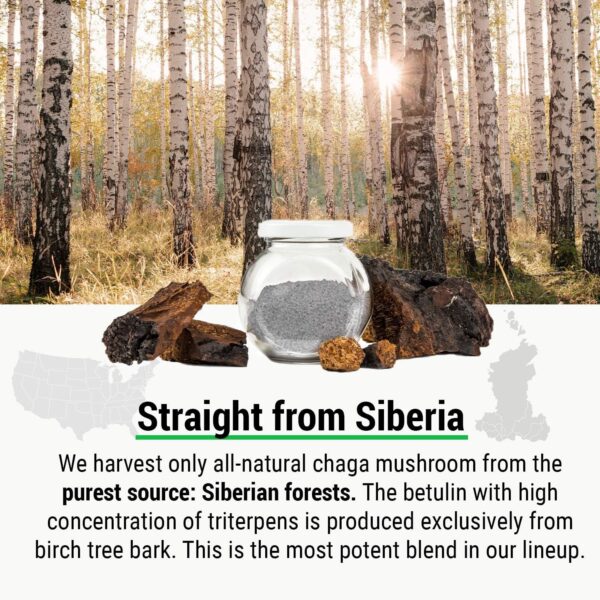 Sayan Siberian Wild Forest Chaga Mushroom Extract Powder and Betulin Birch Bark Extract, 2 Oz (56 g) Antioxidant Tea for Immune