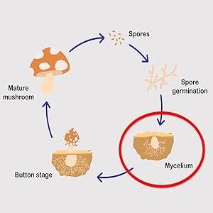 mushroom life cycle