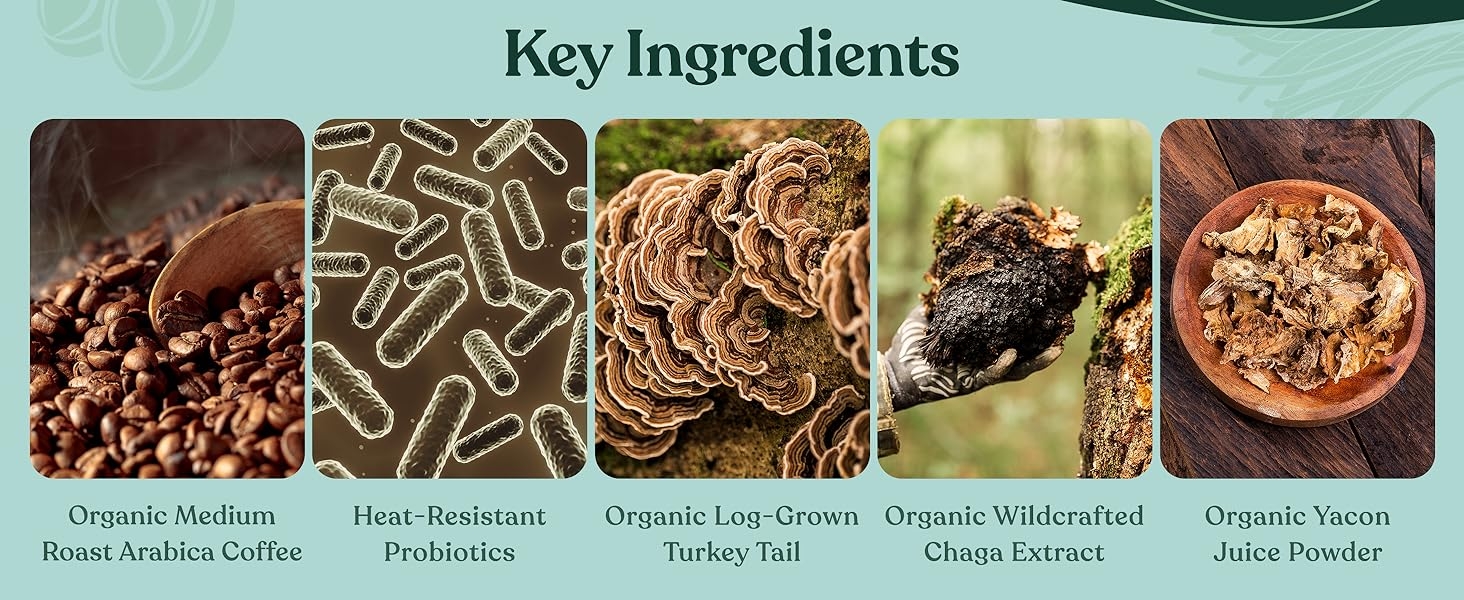 Medium roast coffee, heat-resistant probiotcs, turkey tail, chaga extract, and yacon juice powder