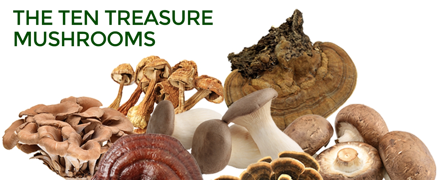 treasure mushrooms