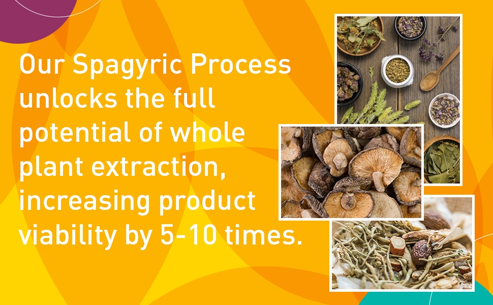 Proprietary spangyric process minimal infuse adaptogen whole plant extract ratio concentrate potent 